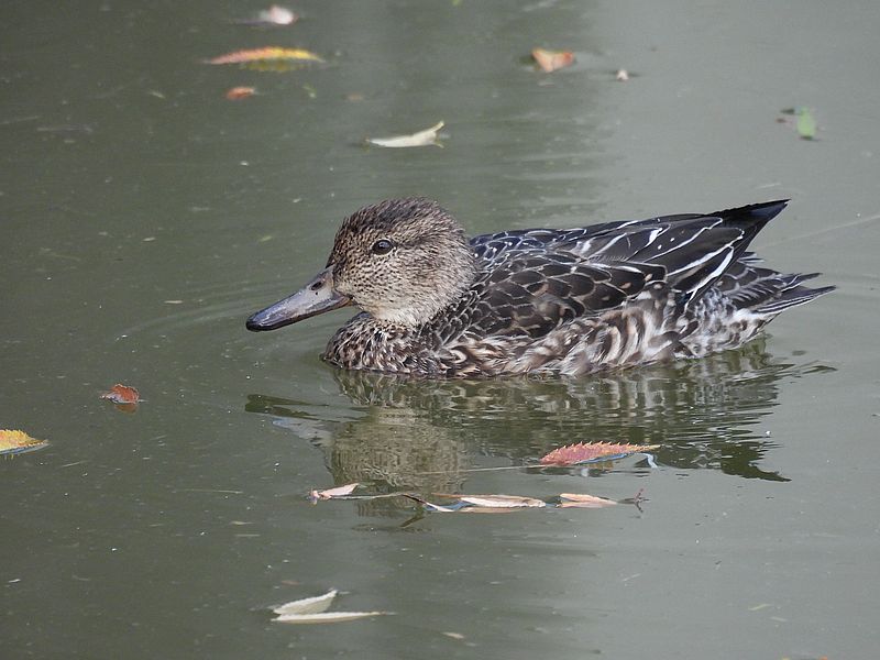 コガモ子ちゃん