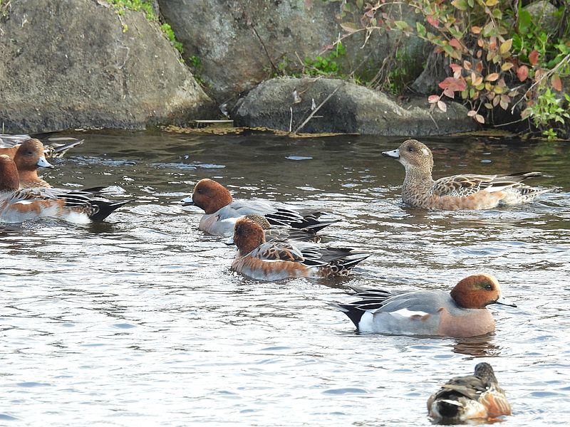 怒りのぴゆ子さん