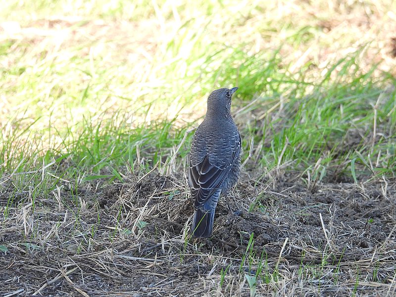 イソヒヨドリ子ちゃん