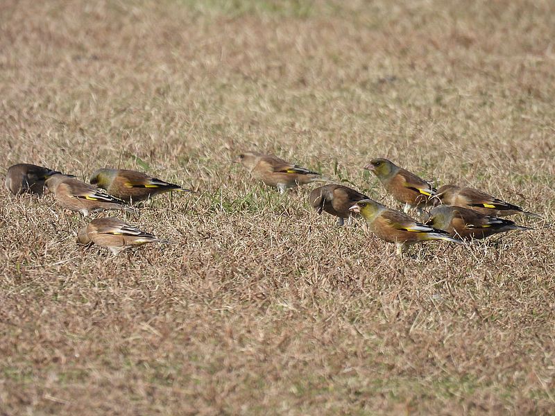 カワラヒワさん