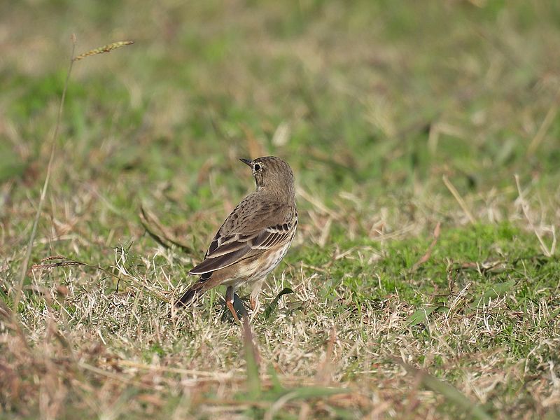 タヒバリちゃん