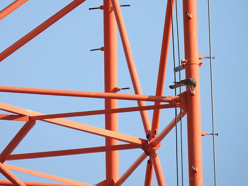 ペコちゃんかなぁ？