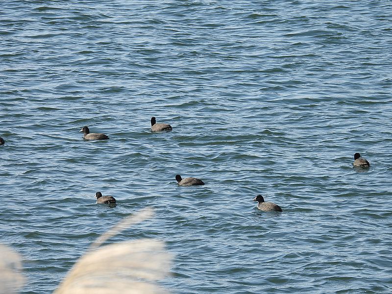 オオバンちゃん