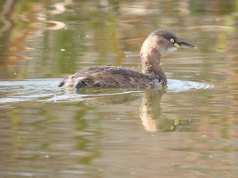 カイツブリちゃん
