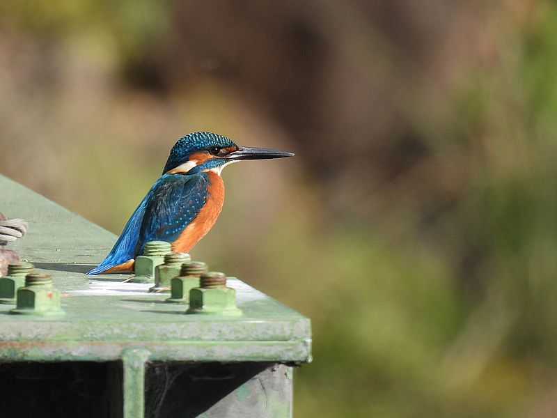 カワセミちゃん