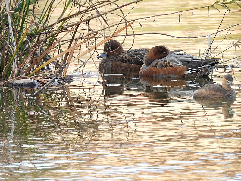 ぴゆちゃんとカイツブリちゃん