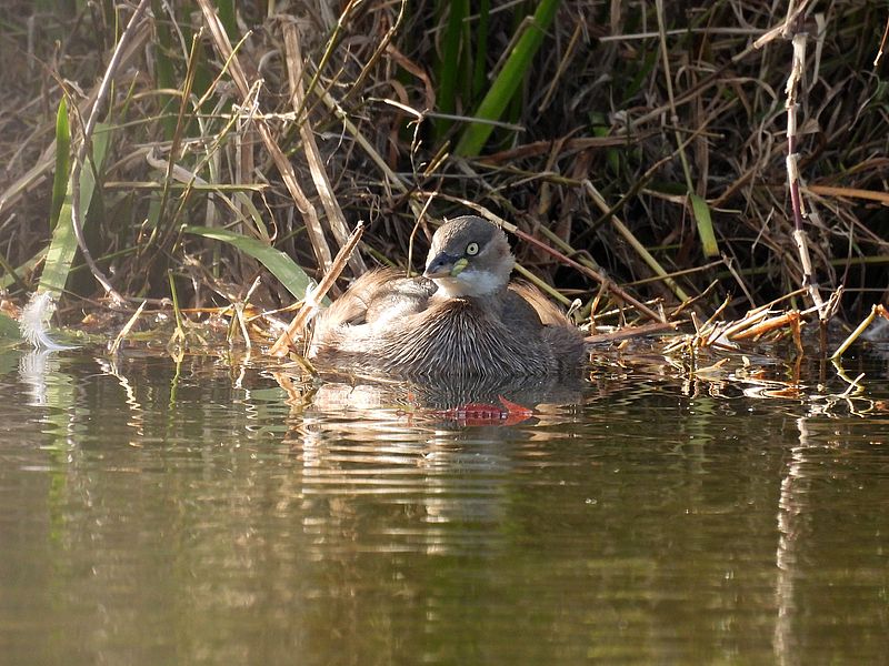 カイツブリちゃん