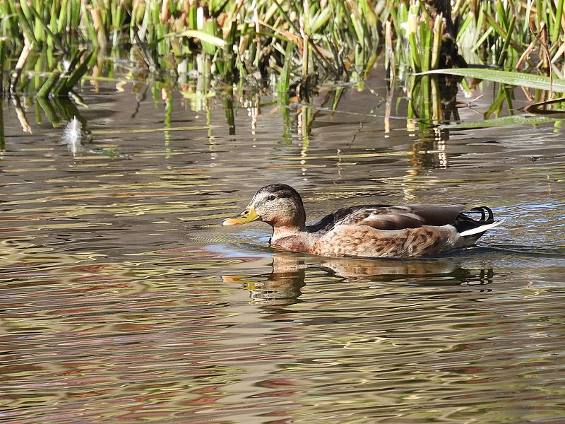 くるりちゃん？