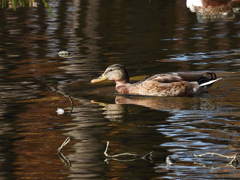 くるりちゃん？