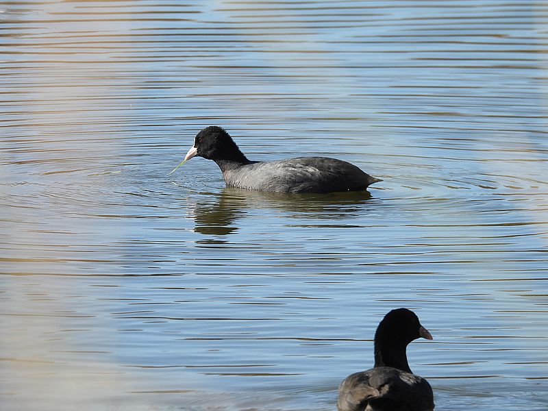 オオバンちゃん