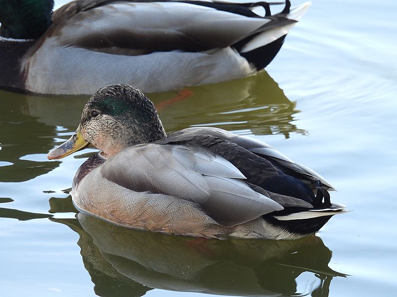 もはやわからないｗマルガモさん？
