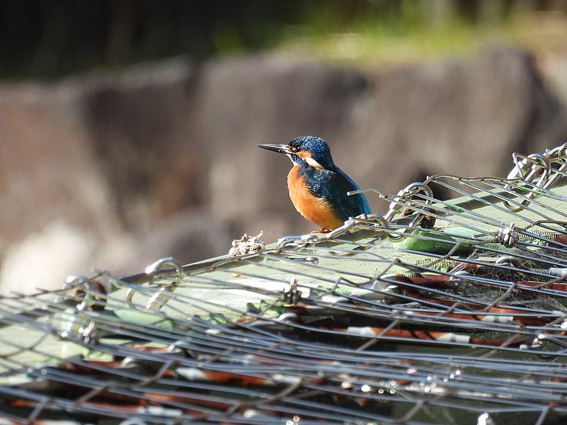カワセミちゃん