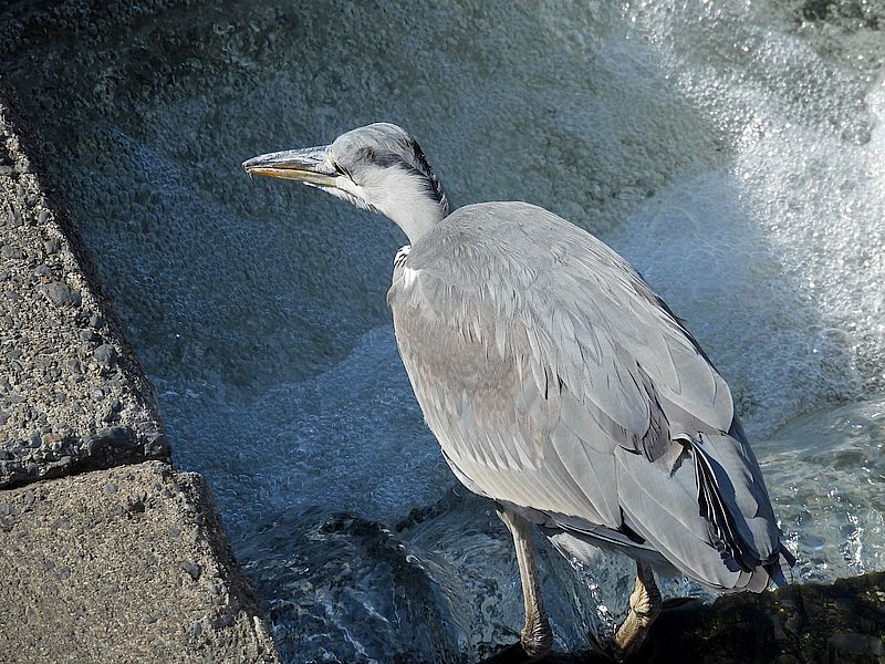 アオサギ若先生