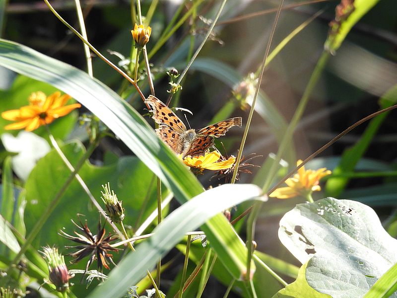 キタテハちゃん