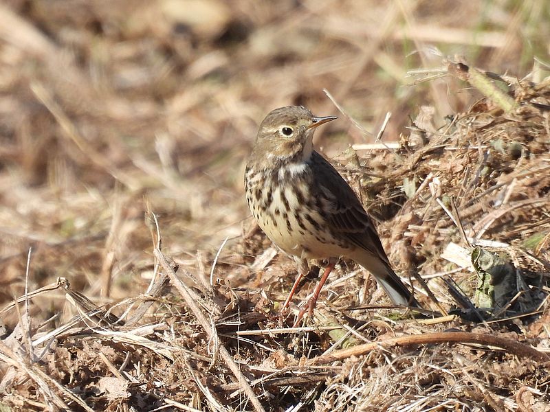 タヒバリちゃん