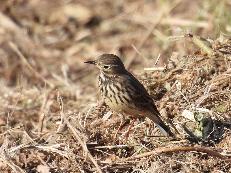 タヒバリちゃん