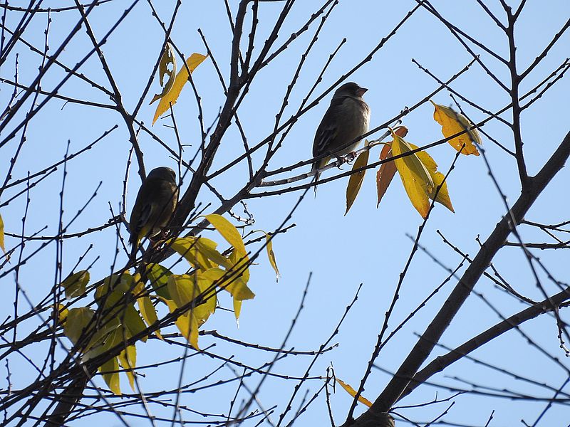 カワラヒワさん