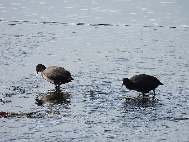 オオバンちゃん