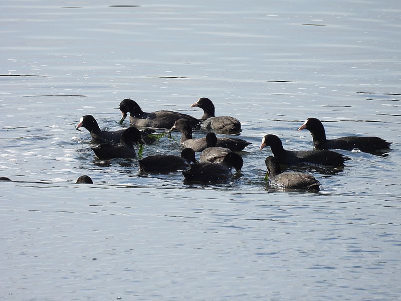 オオバンちゃん