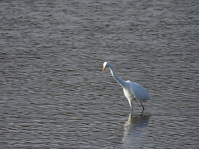 チュウダイサギちゃん