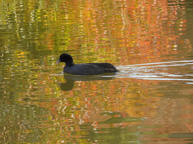 オオバンちゃん