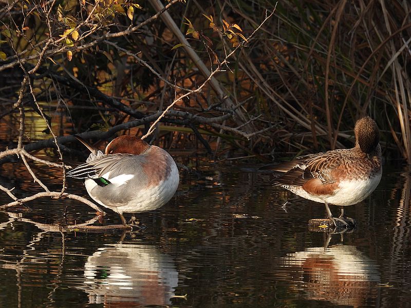 ぴゆちゃんご夫妻