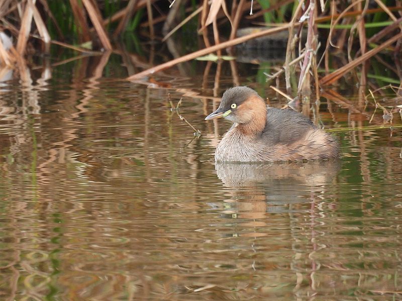 カイツブリちゃん