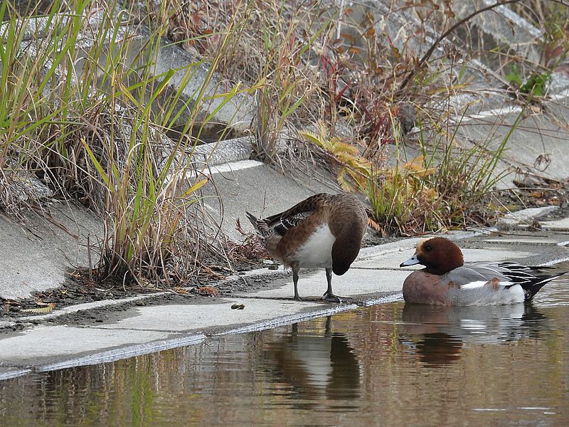 ドリーさんにアピールするぴゆちゃん