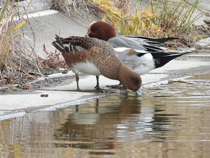 ドリーさんにスルーされるぴゆちゃん