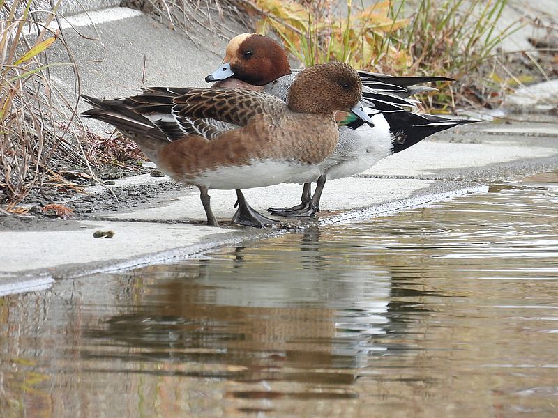 ドリーさんにスルーされるぴゆちゃん