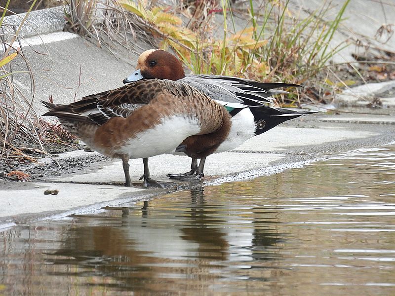 ドリーさんにスルーされるぴゆちゃん
