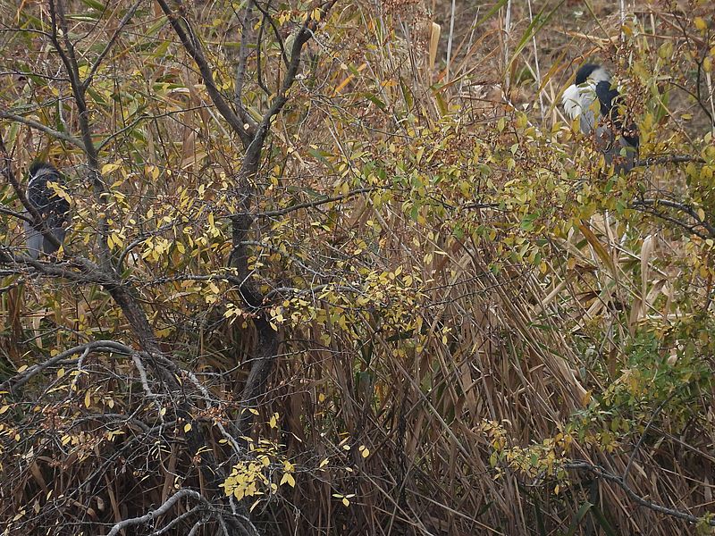 ゴイちゃんが二人