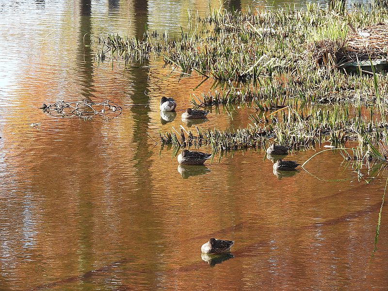 ハシビロさんとコガモちゃん