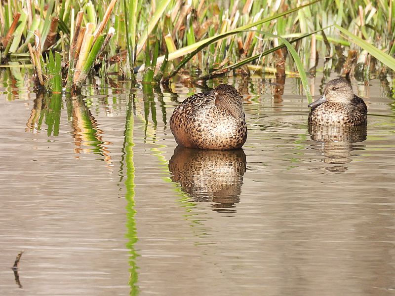 ハシビロ子ちゃんとコガモちゃん