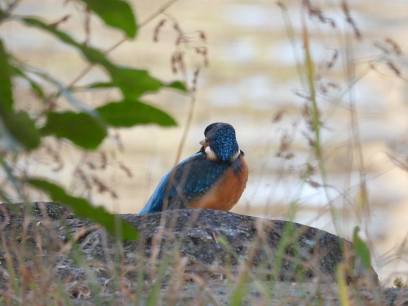 カワセミちゃん