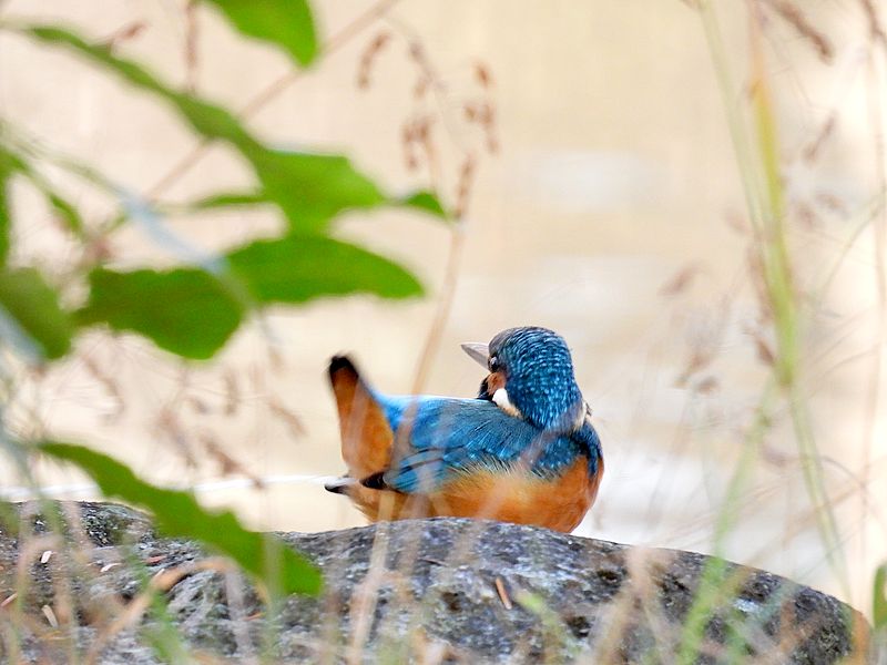 カワセミちゃん♡
