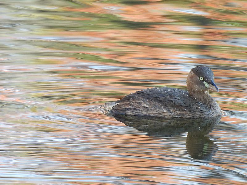 カイツブリちゃん