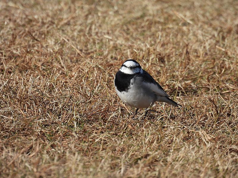 ハクセキレイちゃん