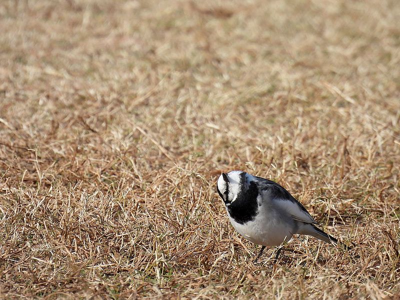 ハクセキレイちゃん