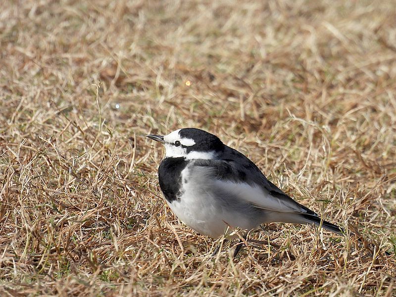 ハクセキレイちゃん