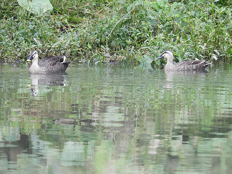 カルガモちゃんご夫妻