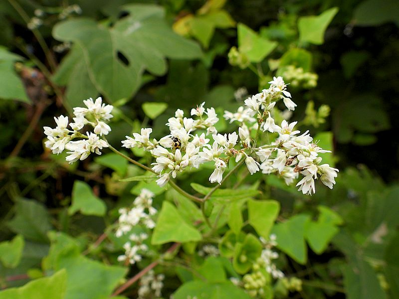 ソバにヒメカメノコテントウさん
