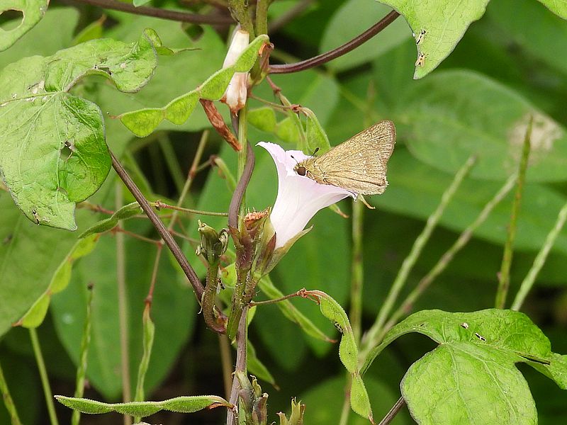 イチモンジセセリちゃん