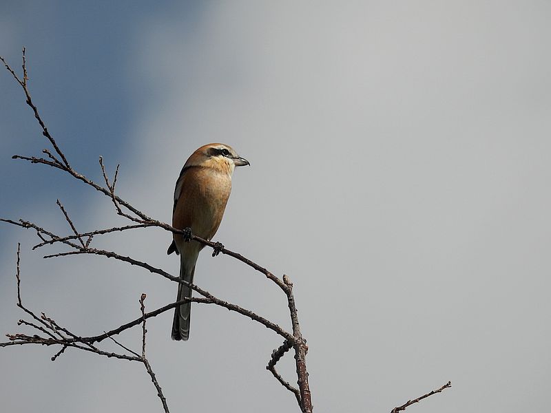 ラブリーソルジャーモズちゃん