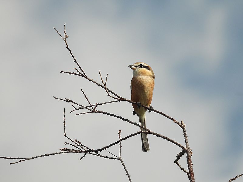 ラブリーソルジャーモズちゃん
