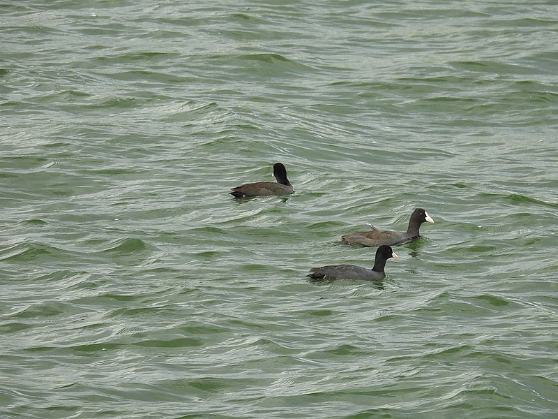 オオバンちゃん