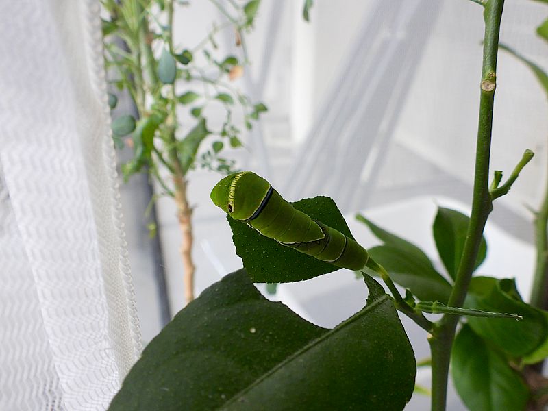 ナミアゲハの終齢芋ちゃん