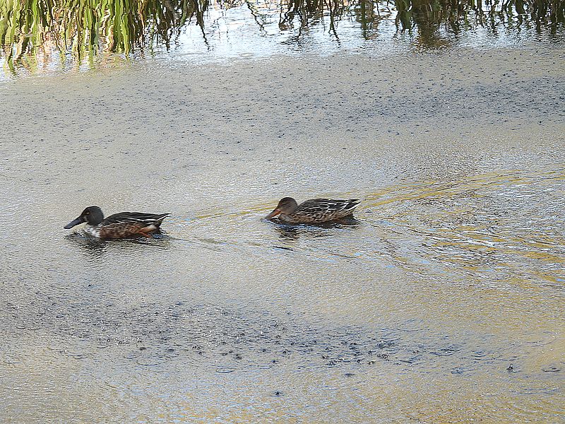 ハシビロさんご夫妻