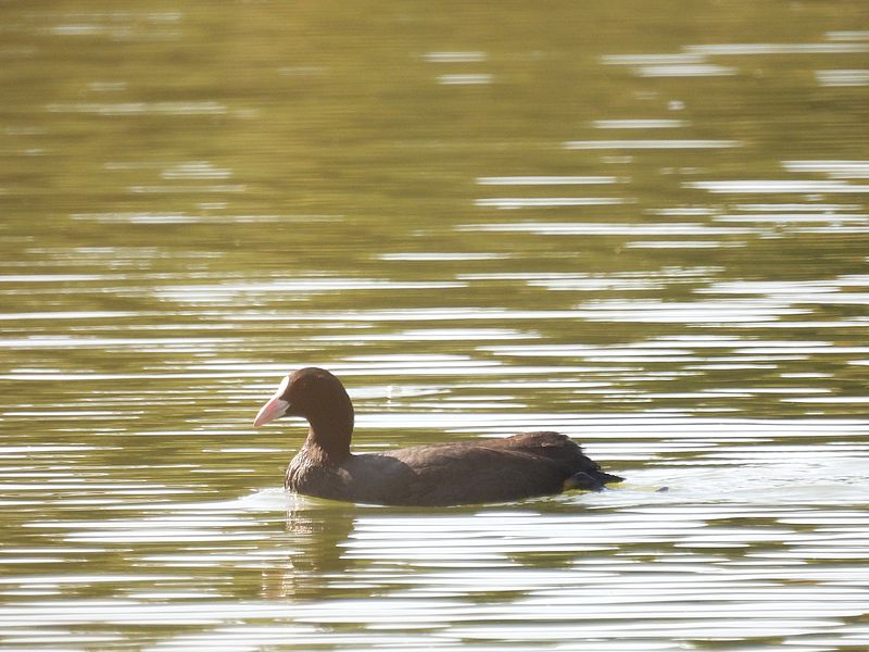 オオバンちゃん