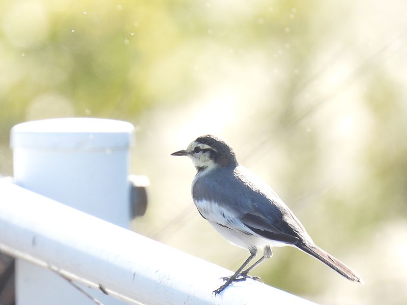 ハクセキレイちゃん